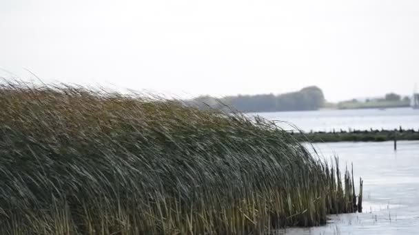 Riet op de rivier de Elbe — Stockvideo