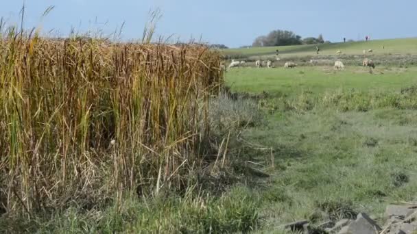 Reeds on the River Elbe — Stock Video