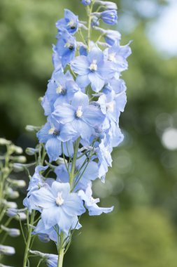 Güzel Delphinium bitki