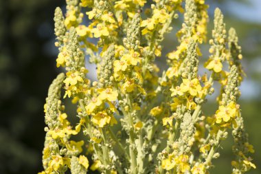 Mullein plant close up clipart