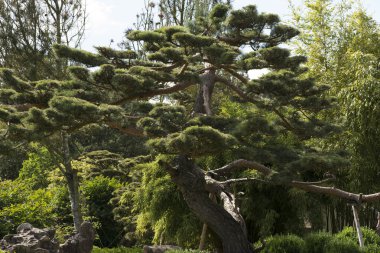 Japanese black pine Pinus thunbergii clipart