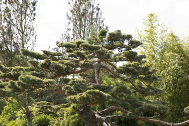 Japonca çam Pinus thunbergii siyah