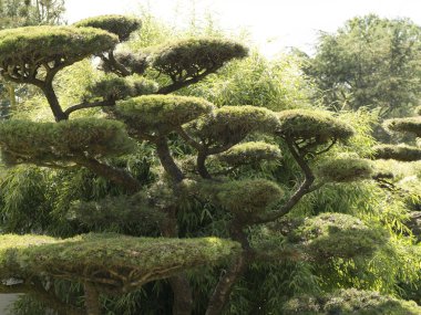 Japonca çam Pinus thunbergii siyah