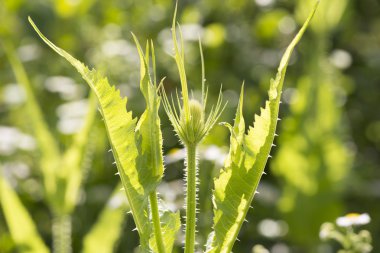 Yeşil Thistle bitki