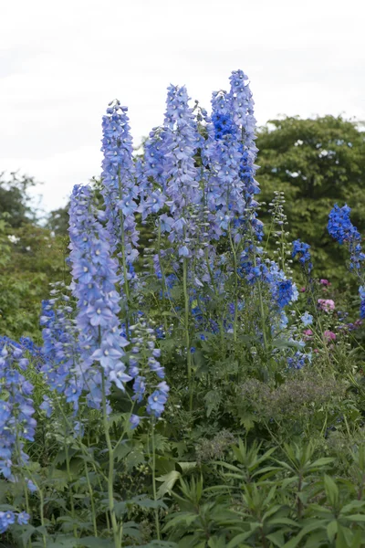 Delphinium piękny roślina — Zdjęcie stockowe