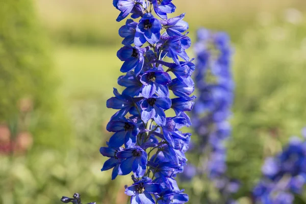 Delphinium piękny roślina — Zdjęcie stockowe