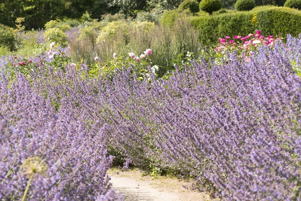 True Lavender plant — Stock Photo, Image