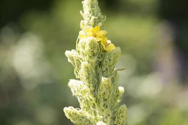 Mullein plant close up — Stock Photo, Image