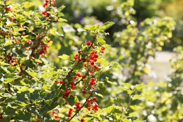 Grosella Ribes arbusto — Foto de Stock