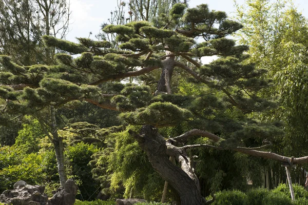 Japonca çam Pinus thunbergii siyah