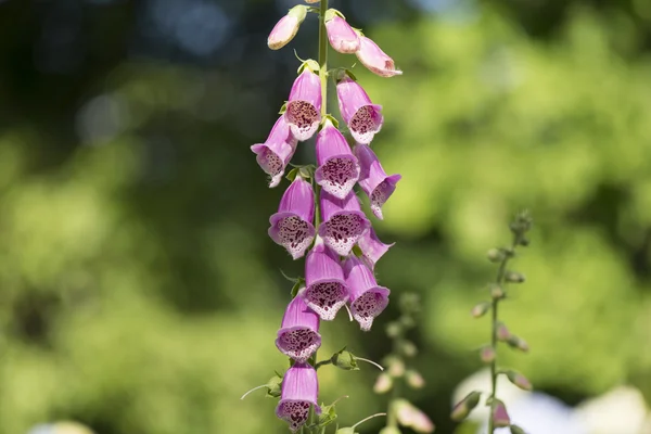 Naparstnica Digitalis purpurea roślin — Zdjęcie stockowe