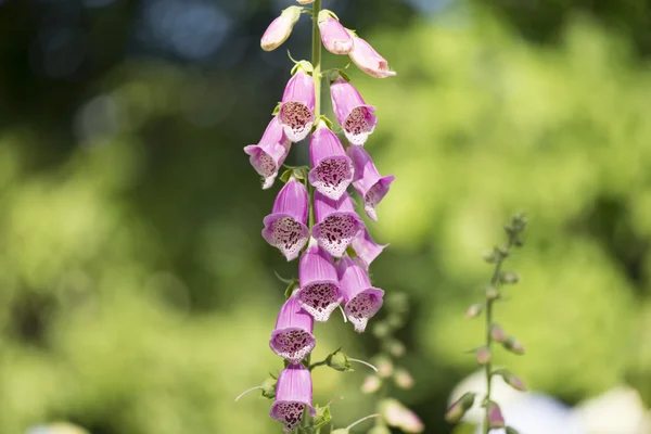 Naparstnica Digitalis purpurea roślin — Zdjęcie stockowe