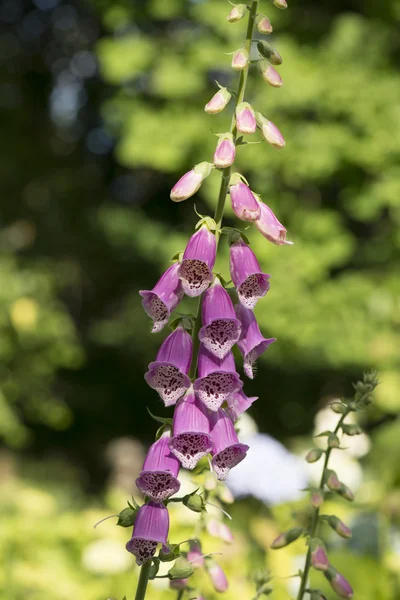 Naparstnica Digitalis purpurea roślin — Zdjęcie stockowe