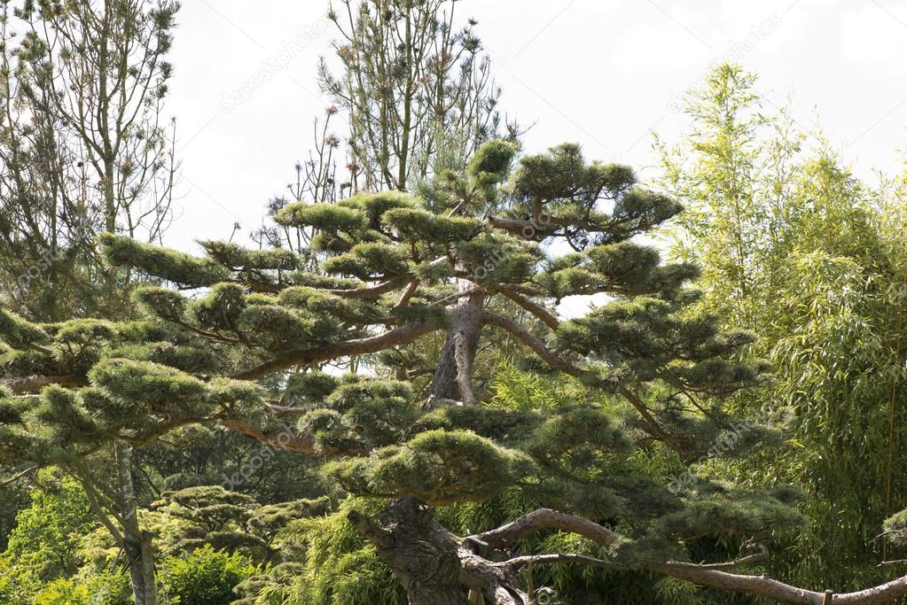 Japanese black pine Pinus thunbergii