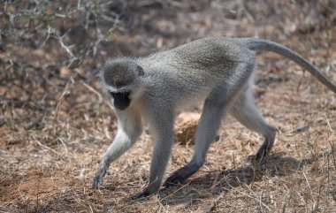 Güney Afrika 'daki Kruger Ulusal Parkı' ndaki çalılıklarda yaşayan Güney Afrika hayvanları.