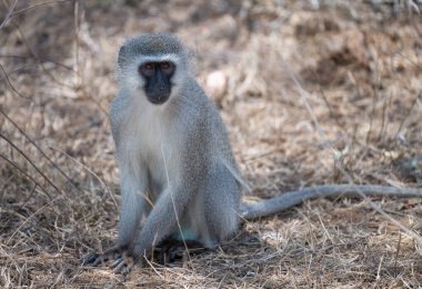 Güney Afrika 'daki Kruger Ulusal Parkı' ndaki çalılıklarda yaşayan Güney Afrika hayvanları.