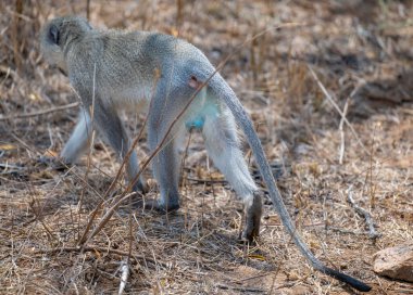 Güney Afrika 'daki Kruger Ulusal Parkı' ndaki çalılıklarda yaşayan Güney Afrika hayvanları.