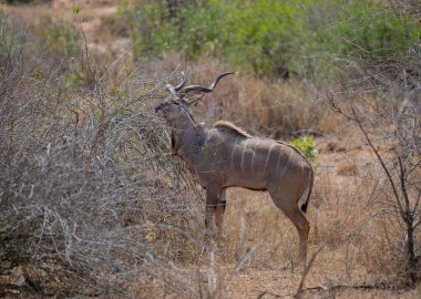 Kruger Ulusal Parkı Güney Afrika 'da Afrika Hayvanları Erkek Büyük Kudu Strepsiceros