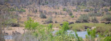 Peyzaj - Kruger Ulusal Parkı 'ndaki Flora Botanik Bush