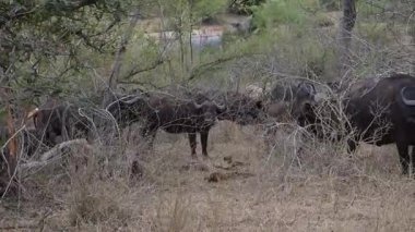 Afrika Bufalosu, aynı zamanda Afrika Bufalosu olarak da bilinir, Kruger Ulusal Parkı 'nın çalılıklarında, Güney Afrika