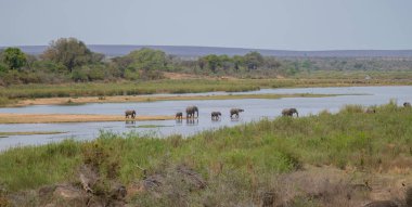 Güney Afrika 'daki Kruger Ulusal Parkı' nın çalılarındaki filler.