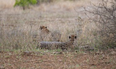 Cheetah - Cheetahs in the bush of Kruger National Park South Africa