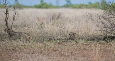 Cheetah - Cheetahs in the bush of Kruger National Park South Africa