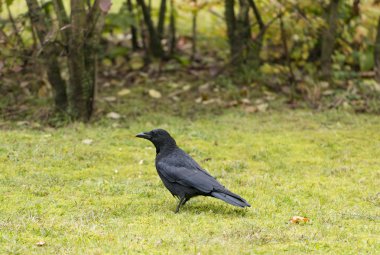 leş kargası (Corvus corone)