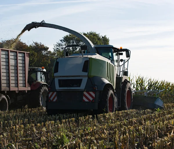 Maïs gewas voor biogas energie — Stockfoto