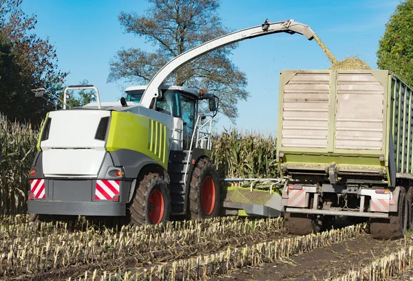 Coltivazione di mais per l'energia da biogas — Foto Stock