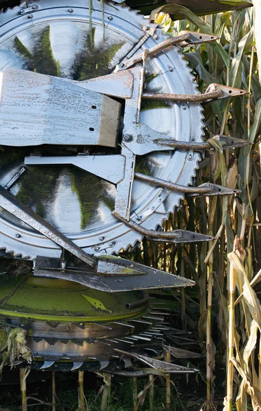 Культура кукурузы для биогазовой энергии — стоковое фото