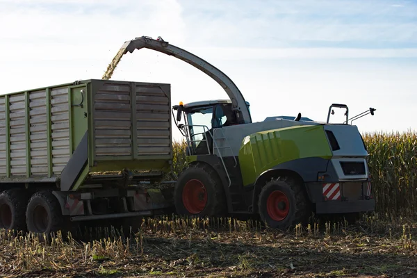 Maïs gewas voor biogas energie — Stockfoto