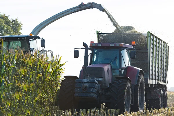 Maïs gewas voor biogas energie — Stockfoto