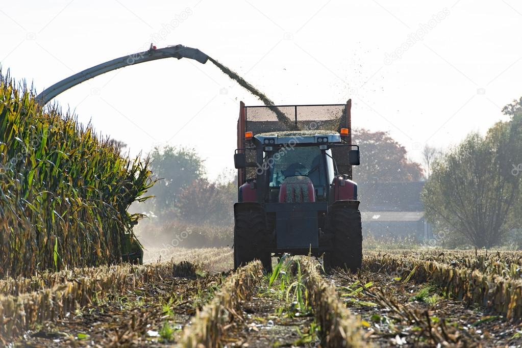 Corn crop for biogas energy