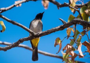 Güney Afrika Namibya Afrika Red-eyed bülbül (Pycnonotus nigricans)