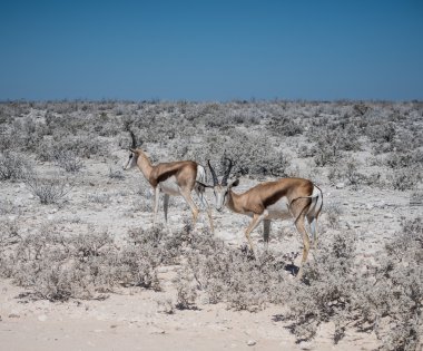 Savannah, etkin Milli Parkı Impala antilop (Aepyceros)