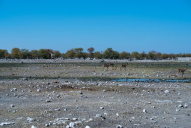 Su birikintisinin Savannah etkin Milli Parkı