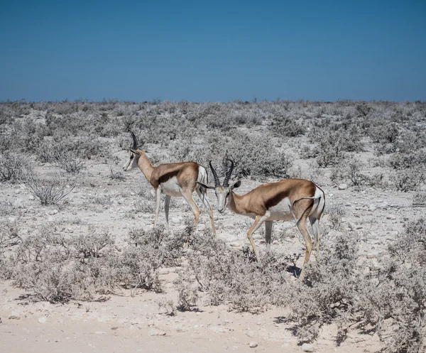 Antilope Impala (Aepyceros) dans la savane du parc national d'Etosha — Photo