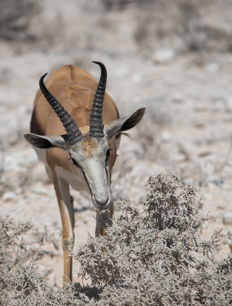 Антилопа Импала (Aepyceros) в саванне национального парка Этоша
