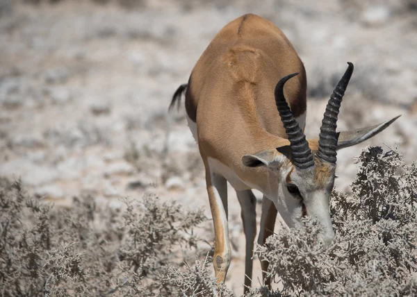 Impala antílope (Aepyceros) em savana do Parque Nacional de Etosha — Fotografia de Stock