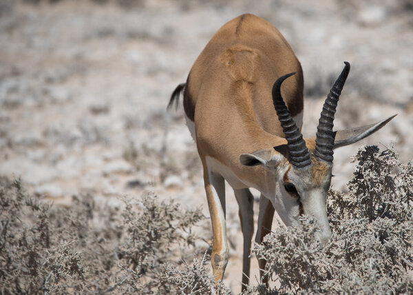 Антилопа Импала (Aepyceros) в саванне национального парка Этоша
