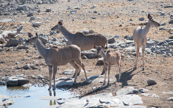 Куду (strepsiceros zambesiensis) в саванне национального парка Этоша
