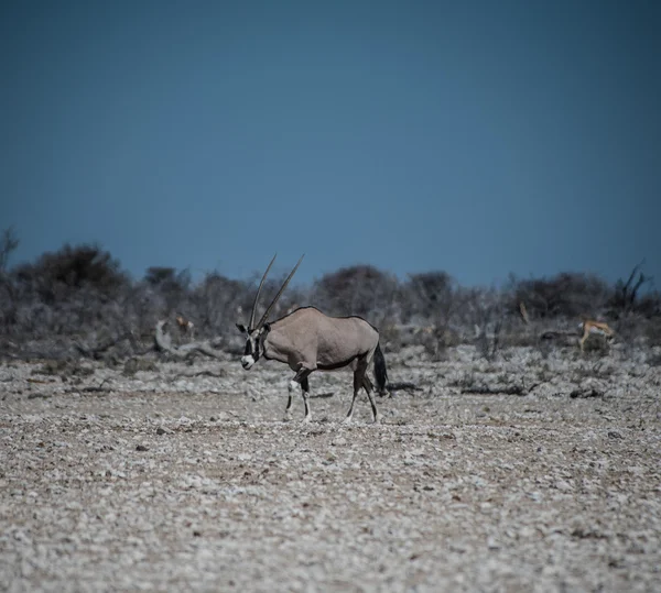Savana etkin Milli Parkı'nın Afrika antilobu antilop (Oryx) — Stok fotoğraf