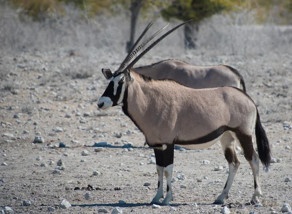 Oryx antílope (Oryx) na savana do Parque Nacional de Etosha — Fotografia de Stock