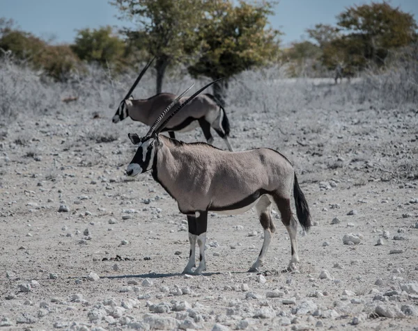 오릭스 영양 (오릭스) 사바나 Etosha 국립 공원에서 — 스톡 사진