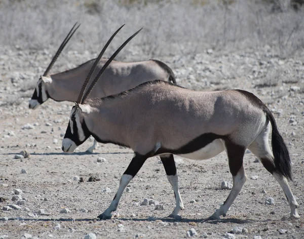Kardszarvú antilop (Oryx) a Szavanna az Etosha Nemzeti Park-ban — Stock Fotó
