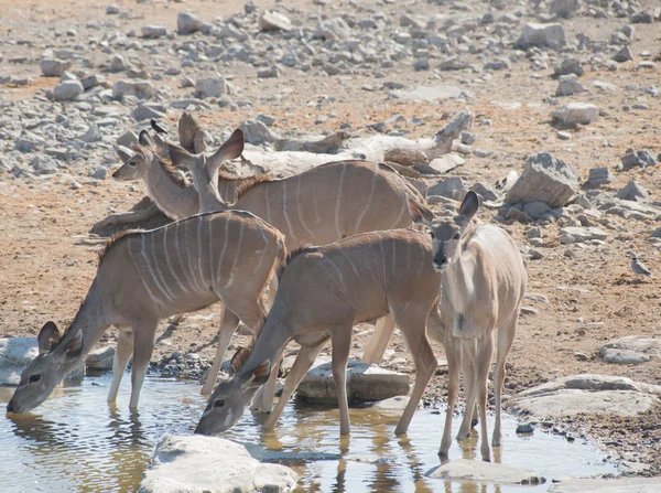 KUDU (strepsiceros zambesiensis) —  Fotos de Stock