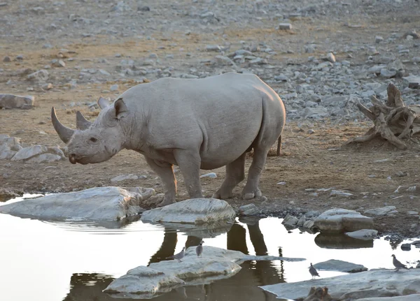 Rinoceronte nero nella savana — Foto Stock