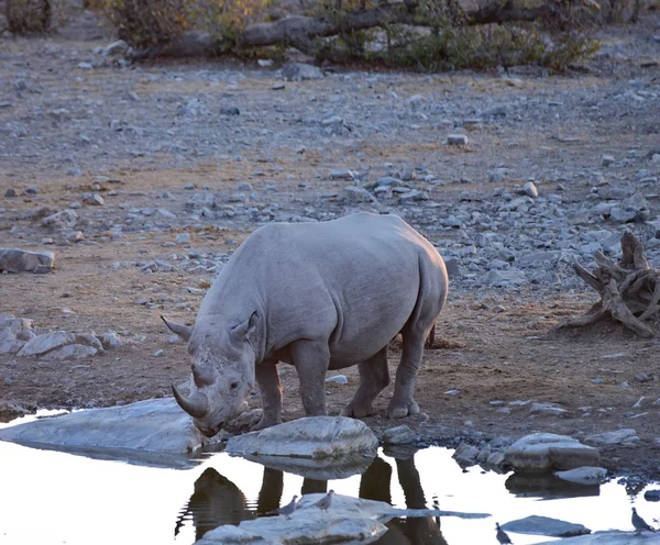 Rinoceronte nero nella savana — Foto Stock