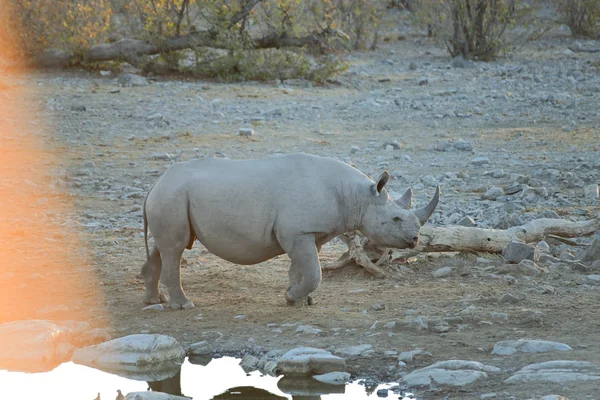 Black Rhinoceros in the savannah — Stock Photo, Image